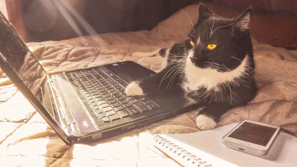 Кот пишет блог